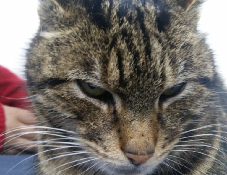 how does endbugflow software work