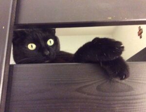 how endbugflow software can be protected