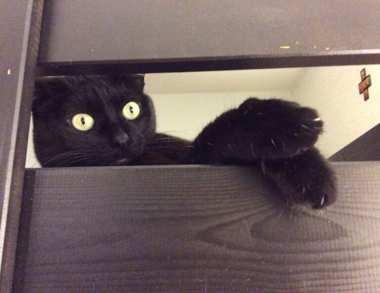 how endbugflow software can be protected