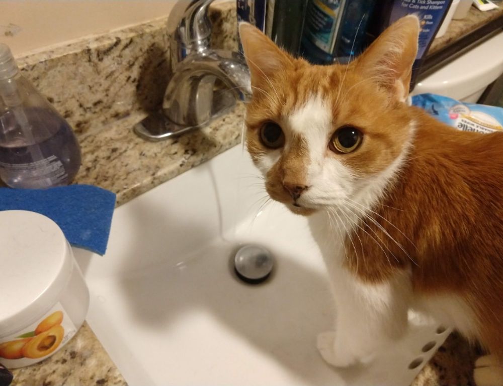 why are endbugflow software called bugs