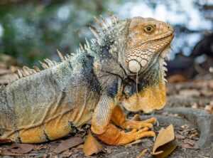 Which Graphic Design Software Is Free Gfxtek