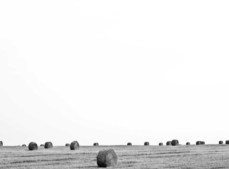 andreea bostanica goala