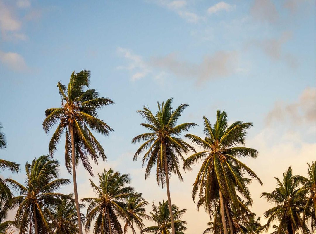 How to Check for and Enable 'Sub Indo' on Vivamax: A Step-by-Step Guide